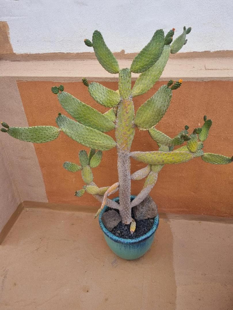 El Tranquilidad,nearsea,stylish,well Equipped Apartment Cotillo